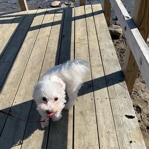 Meet your Posher, Abbey